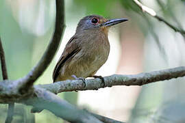 Fulvous-chinned Nunlet