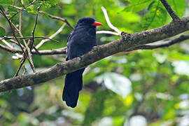 Black Nunbird