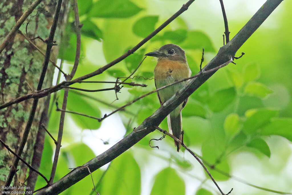 Rusty-breasted Nunletadult, habitat, pigmentation