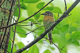 Rusty-breasted Nunlet