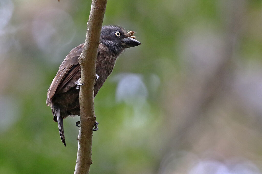 Grey-throated Barbetadult