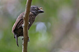 Grey-throated Barbet