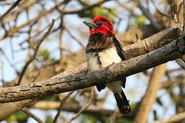 Brown-breasted Barbet