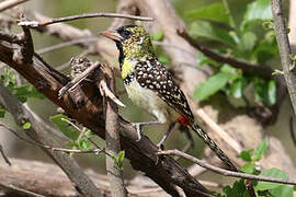 D'Arnaud's Barbet