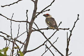 Chaplin's Barbet