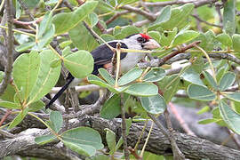 Black-backed Barbet