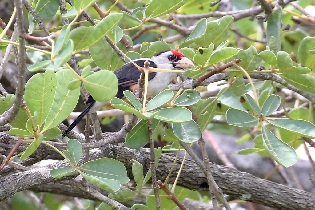 Black-backed Barbet (macclounii)adult