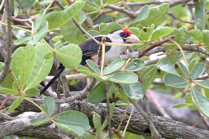Barbican de MacClounie