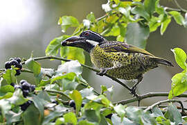 Hairy-breasted Barbet