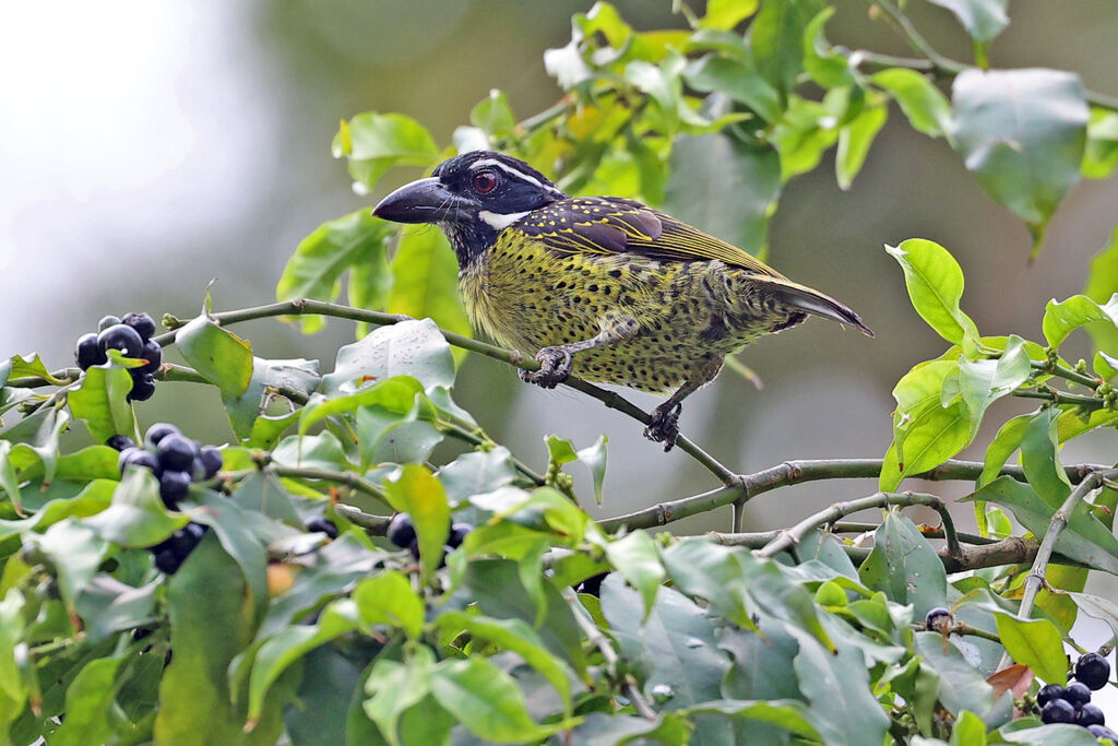 Hairy-breasted Barbet