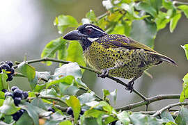 Hairy-breasted Barbet