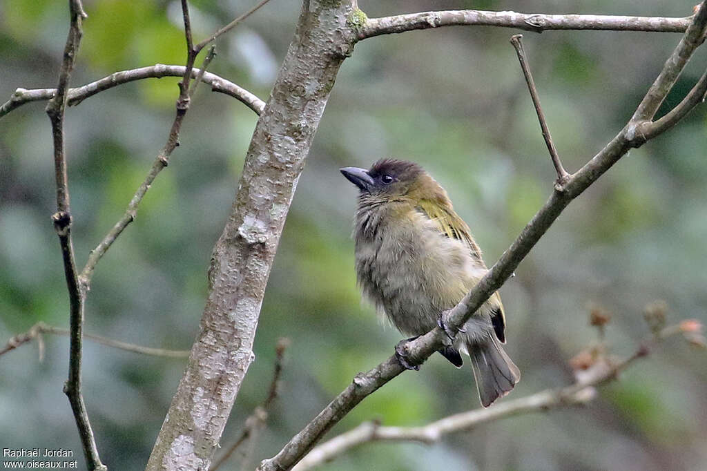 Green Barbetadult, identification