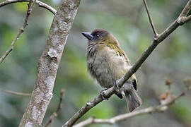 Green Barbet