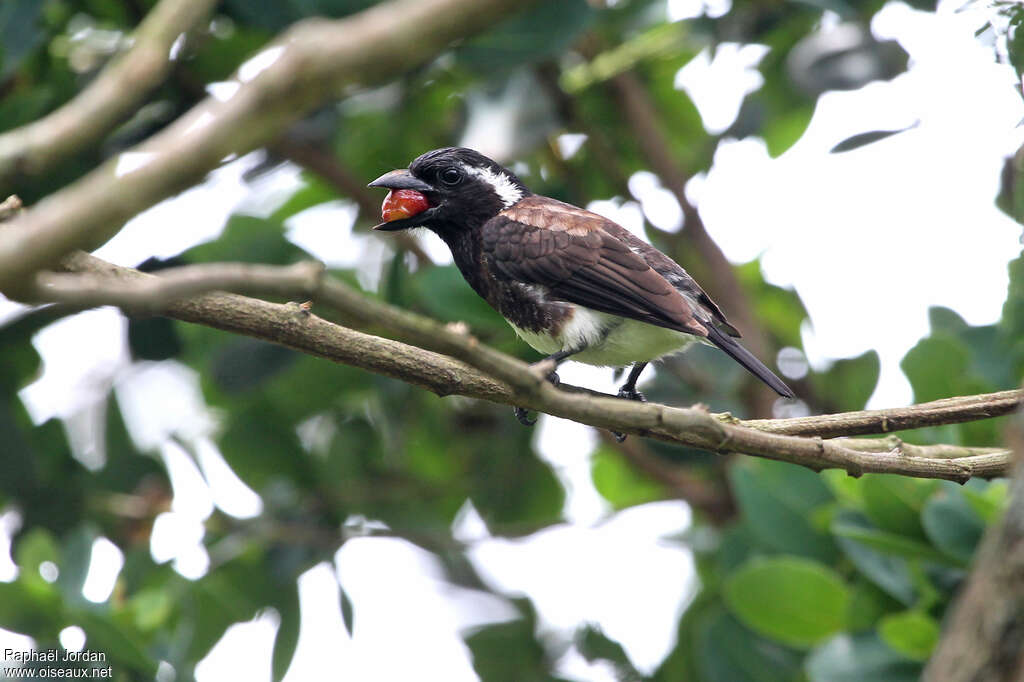 White-eared Barbetadult, feeding habits, eats