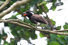 White-eared Barbet