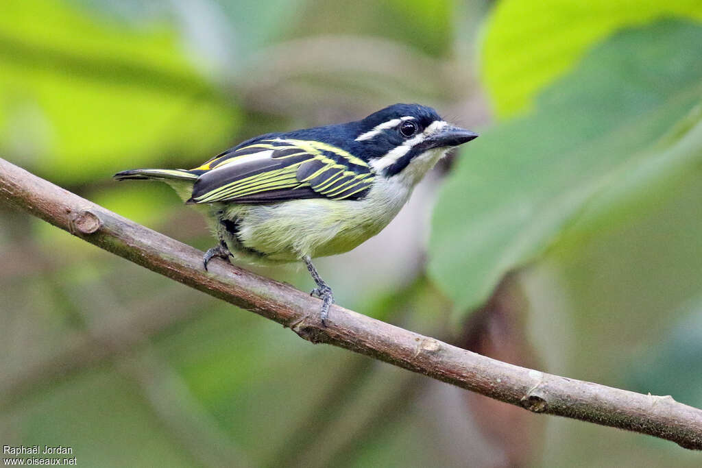 Yellow-rumped Tinkerbirdadult, identification