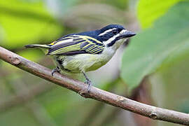 Yellow-rumped Tinkerbird