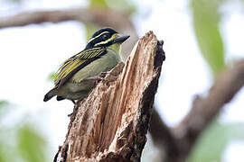 Yellow-throated Tinkerbird