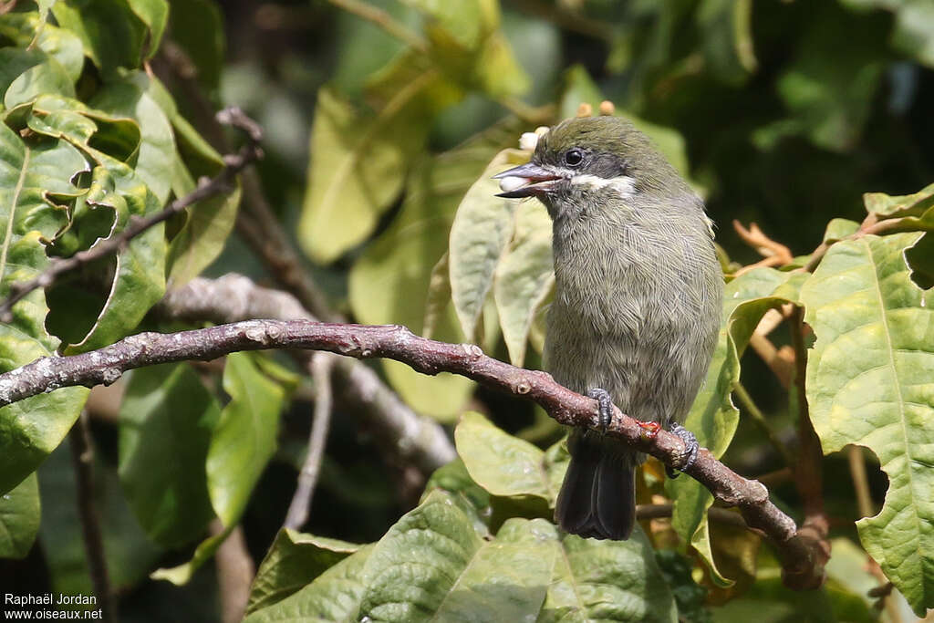 Barbion à moustachesadulte, habitat, pigmentation, régime