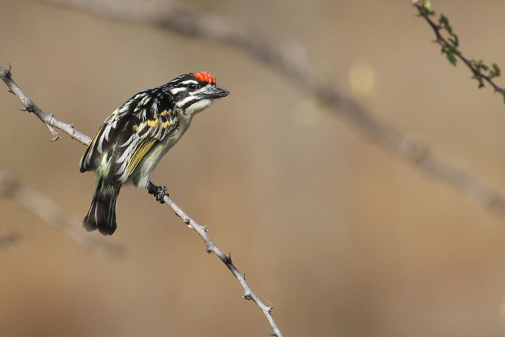 Northern Red-fronted Tinkerbirdadult