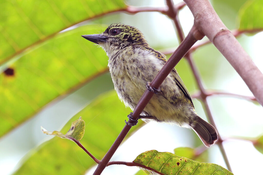 Speckled Tinkerbird