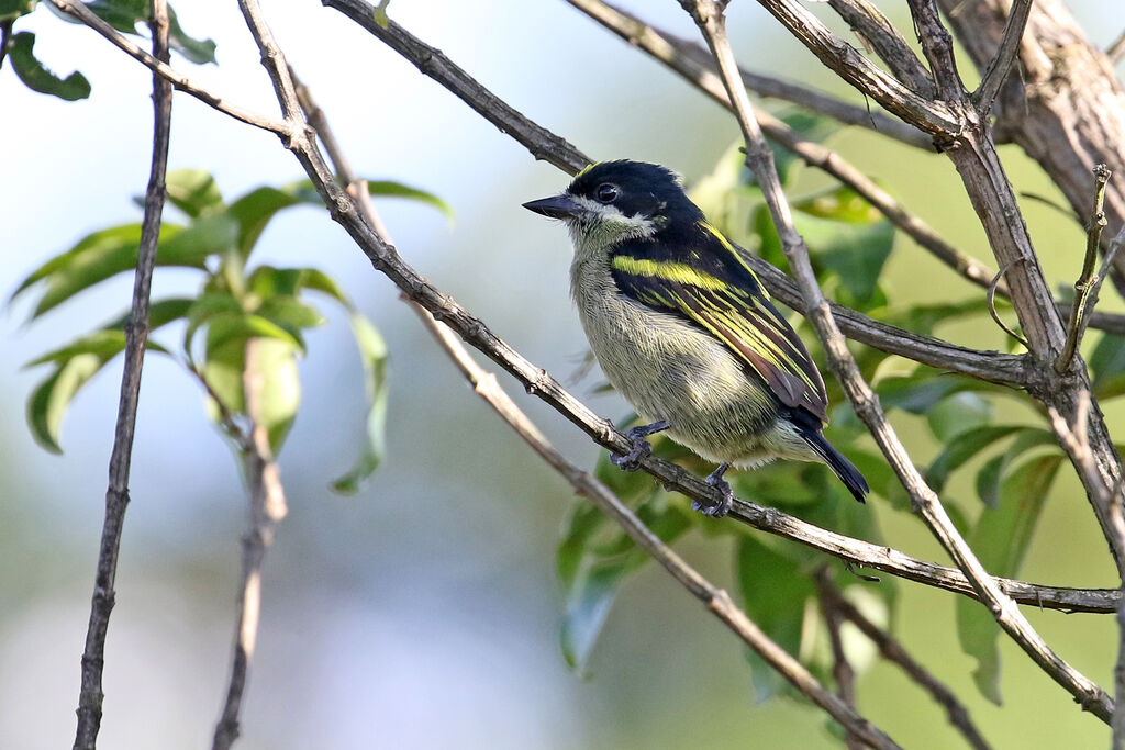 Western Tinkerbirdadult