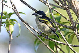 Western Tinkerbird