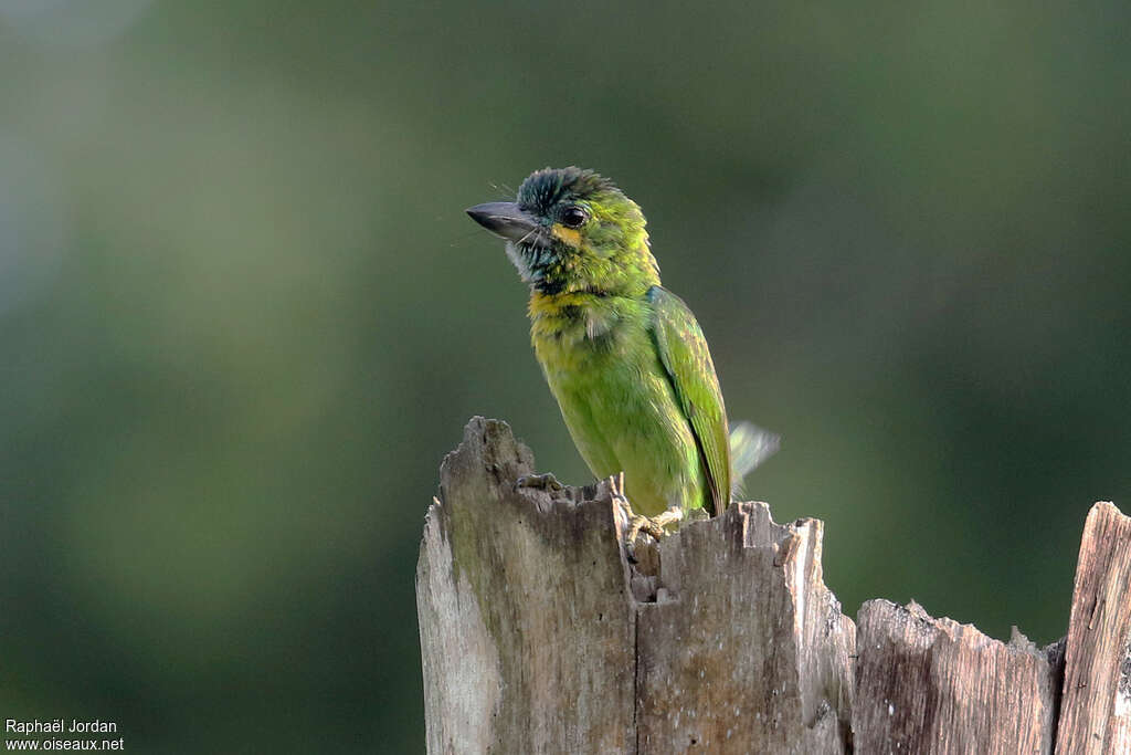 Yellow-eared Barbetadult