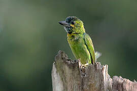 Yellow-eared Barbet