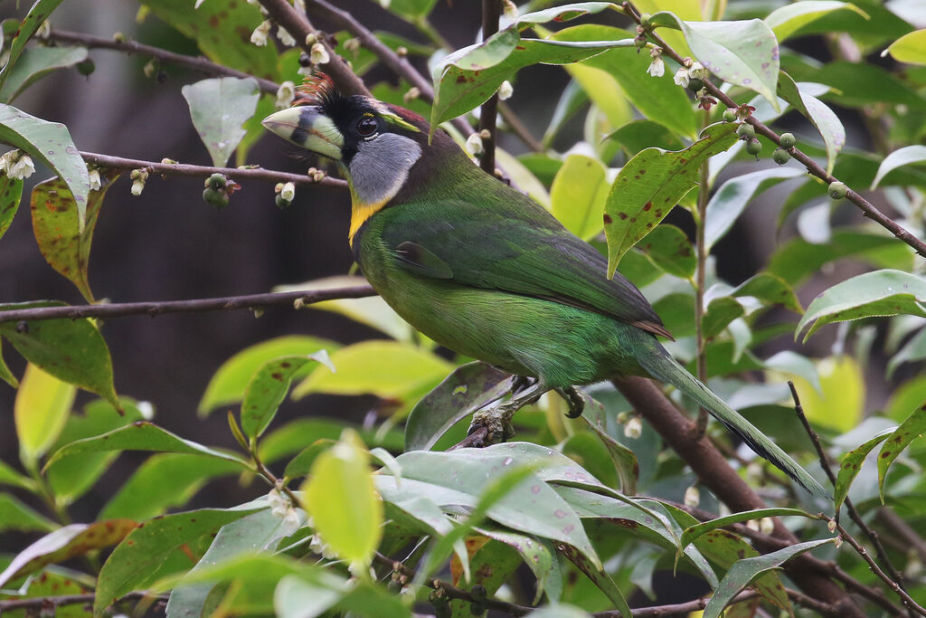 Fire-tufted Barbetadult