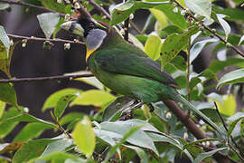 Fire-tufted Barbet