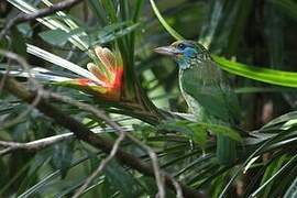 Yellow-fronted Barbet