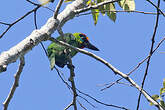 Barbu arlequin