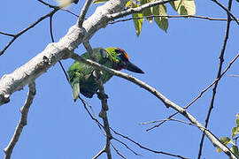 Red-throated Barbet