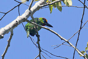 Barbu arlequin