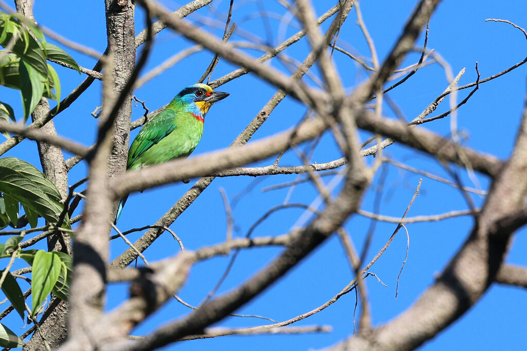 Taiwan Barbet