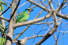 Taiwan Barbet