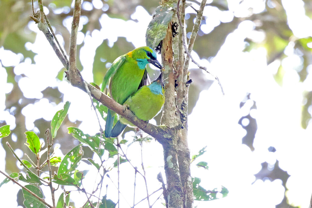 Golden-naped Barbetadult, mating.