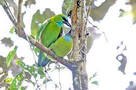 Golden-naped Barbet