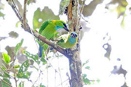 Golden-naped Barbet