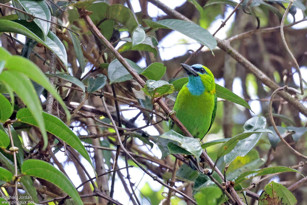 Golden-naped Barbet