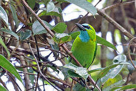 Golden-naped Barbet