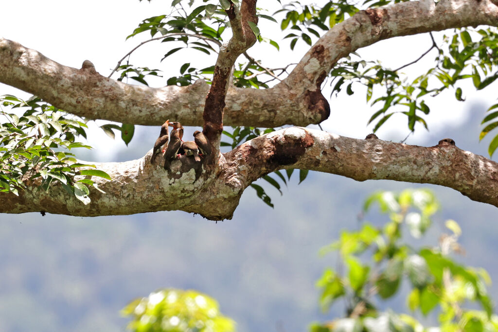 Brown Barbet