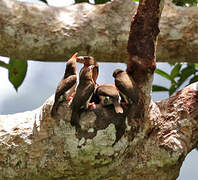 Brown Barbet