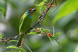 Black-browed Barbet