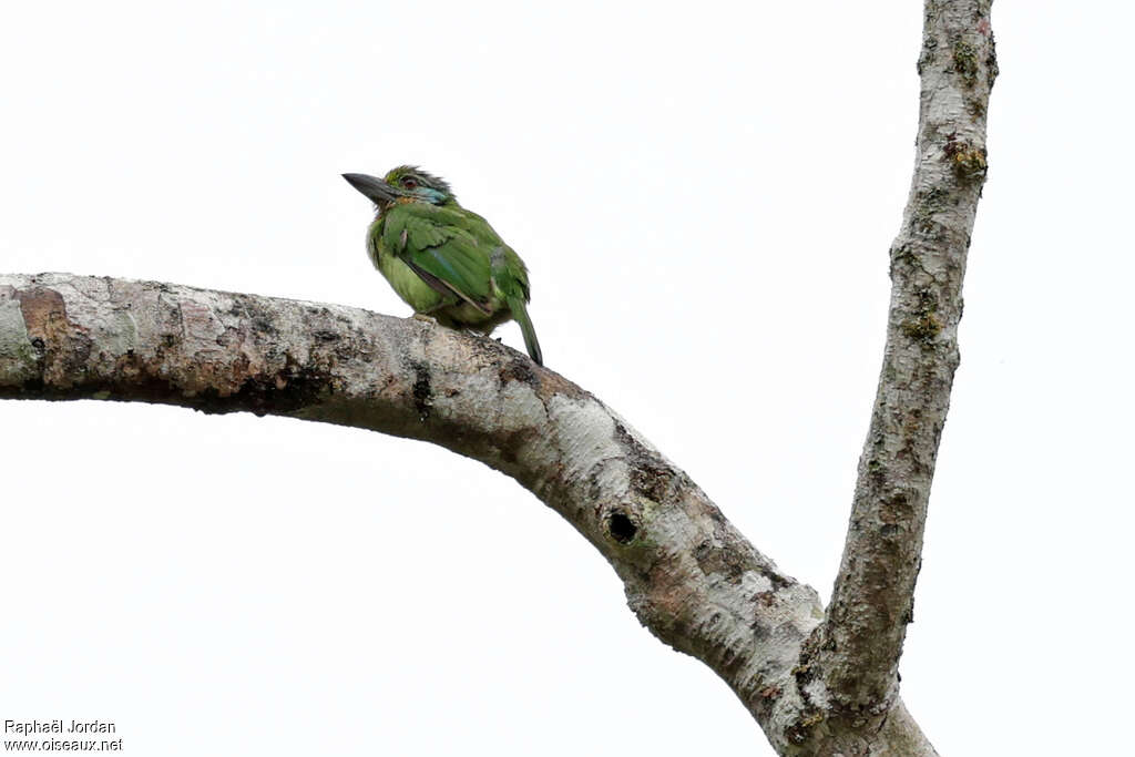 Mountain Barbet