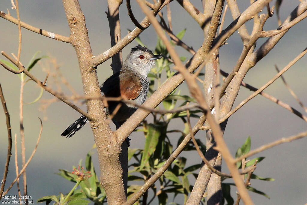 Rufous-winged Antshrike male adult, identification