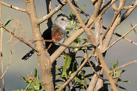 Rufous-winged Antshrike