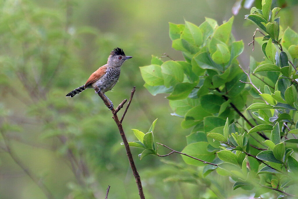 Rufous-winged Antshrike male adult