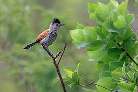 Rufous-winged Antshrike